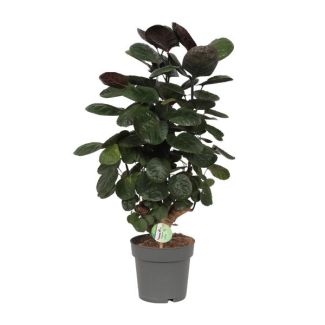 Aralia