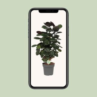 Aralia