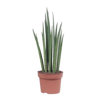 Mother-in-law's tongue, Cylindrical/Spear-like Green Leaf, Sansevieria Mikado - Ø19cm - ↕70cm