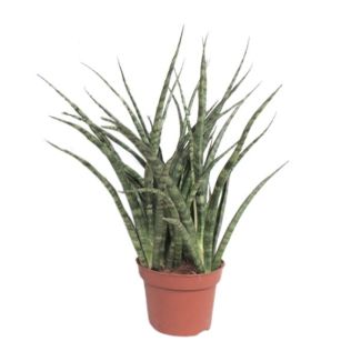 Mother-in-law's tongue, The Snake Plant, Sword-like Greenish Leaves with Light Spots/Stripes, Star-shaped Appearance, Sansevieria Fernwood Punk Ø12cm - ↕35cm