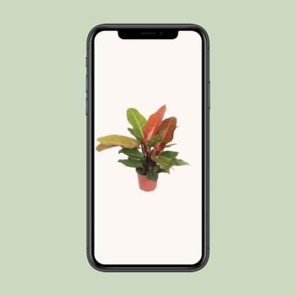 Orange Philodendron