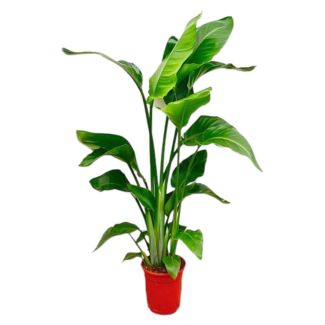 Strelitzia Nicolai – White Bird of Paradise Plant – 100 cm – with or without stylish Elho pots