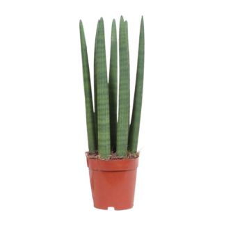 Snake Plant, Mother-in-Law's Tongue, Upright Green Leaf, Sansevieria Mikado - Ø12cm - ↕40cm