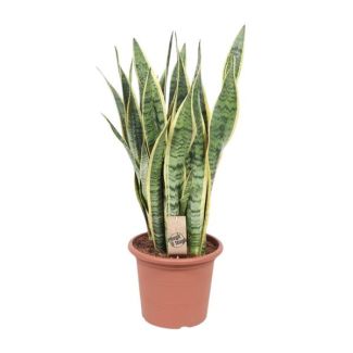 Mother-in-law's tongue, Gold edge plant, Sword-shaped dark green leaf with yellow edge, Sansevieria Laurentii - Ø25cm - ↕85cm