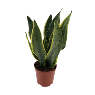 Snake plant, Mother-in-law's tongue, Sword-shaped dark green leaf with stripes, Sansevieria Superba - Ø12cm - ↕40cm