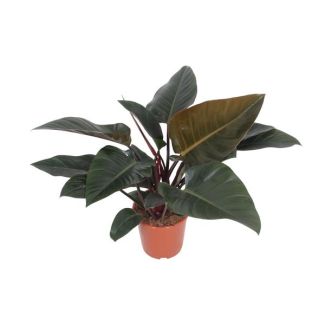 Philodendron Congo Red – Popular Houseplant – Air-Purifying – Ø27cm – 80cm Tall