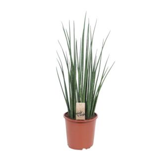 Snake plant, Mother-in-law's tongue, Cylindrical/Spear-like Green Leaf, Sansevieria Mikado - Ø19cm - ↕70cm