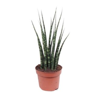 The Mikado Plant, The Sansevieria Varenhout Mikado, Ø12cm - ↕40cm