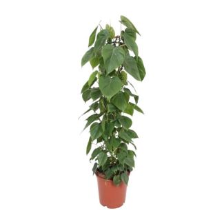 Philodendron Scandens - 120cm tall - indoor climbing plant