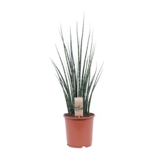 Snake plant, Mother-in-law's tongue, Cylindrical/Spear-like Green Leaf, Sansevieria Mikado - Ø19cm - ↕80cm