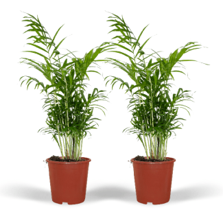 2x Mexican Dwarf Palm, Houseplant, BergPalm, Chamaedorea Elegans -Ø17cm - ↕55cm