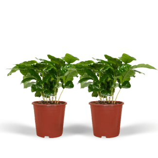 2x Coffee Plants