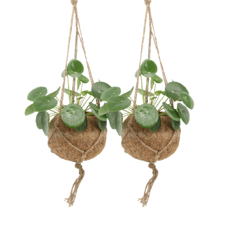 2 pancake plants