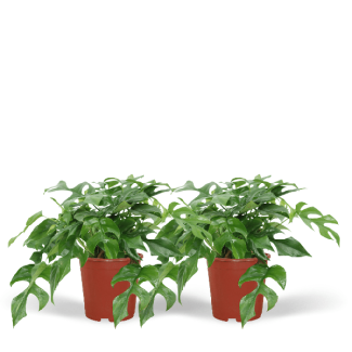 2 Pieces of Swiss Cheese Plant