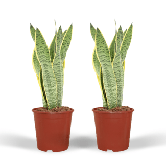 Set of 2 Snake Plants