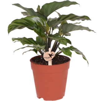 The Peacock Plant