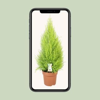 Goldcrest Wilma Lemon Cypress – Green Houseplant