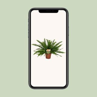 Krulvaren – Nephrolepis Green Lady – Luchtzuiverend – Halfschaduw – ca. 40cm hoog