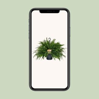 Boston Fern - Houseplant with Feathery Leaves