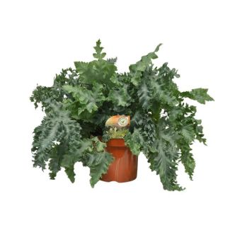 Golden Oak Fern or Blue Fern Phlebodium Davana height approx. 60cm - Ø26cm