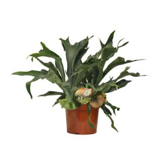 Staghorn Fern | Platycerium Bifurcatum - Unique Houseplant approx. 80 cm tall Ø26cm