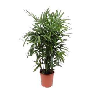 Lady Palm Rhapis Excelsa 120cm high - Ø27cm