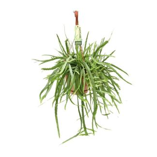 Special cactus - Green hanging houseplant