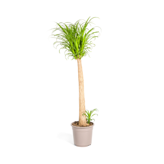 Olifantspoot kamerplant Beaucarnea Recurvata