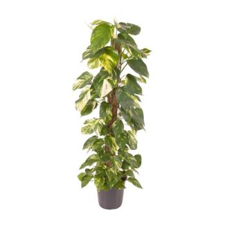 Dragon Ivy, Epipremnum Pinnatum, 120 cm high, perfect for indoor spaces Ø24cm