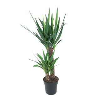 Palmlelie