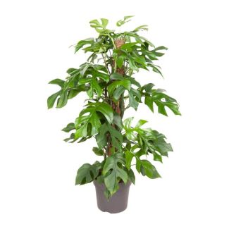 Swiss Cheese Plant, Green Houseplant, Tropical, Monstera Deliciosa - Ø19cm - ↕80cm