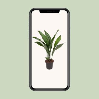 Aspidistra elatior - pot Ø17 cm - height 70 cm