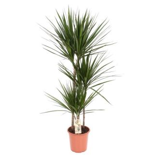 Living room plant on a trunk - Dragon blood tree - houseplant with thin leaves