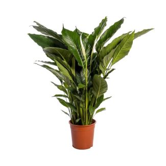 The Spoon Plant or The Peace Lily, Known for its White Flowers, Spathiphyllum Sweet Sebastiano - Ø24cm - ↕110cm