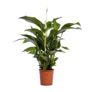The Peace Lily, Known for its White Flowers, Spathiphyllum Bellini - Ø24cm - ↕100cm