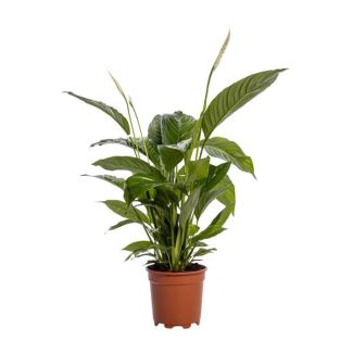 2 pieces The Peace Lily or The Spathiphyllum, Known for its White Flowers, Spathiphyllum Bingo Cupido - Ø19cm - ↕80cm