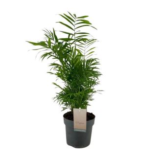 Mexican Dwarf Palm, Houseplant, Palm, Chamaedorea Elegans Ø17cm - ↕75cm