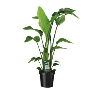 White Bird of Paradise Plant, Tropical Green Plant, Strelitzia Nicolai, Ø19cm - ↕90cm