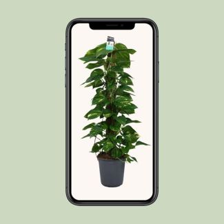 Scindapsus - Green houseplant - indirect sunlight