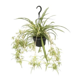Spider plant