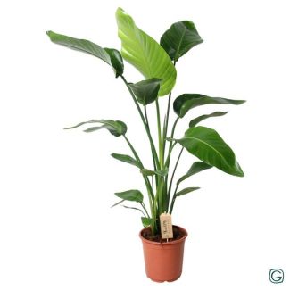 White Bird of Paradise Plant, Tropical Green Plant, Strelitzia Nicolai, Ø21cm - ↕100cm