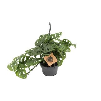 Swiss Cheese Plant