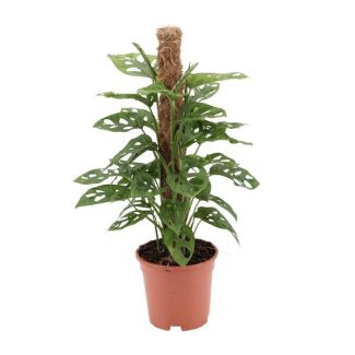 Swiss Cheese Plant, Green Houseplant, Tropical, Monstera Deliciosa - Ø17cm - ↕60cm