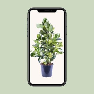 Clusia Rosea White Star approx. 95cm tall - decorative plant perfect for living rooms