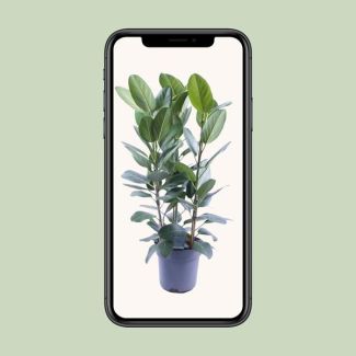 Ficus Audrey Top 3 cuttings - Ø27cm - ↕105cm