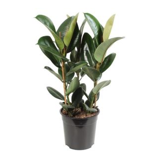 Rubber plant