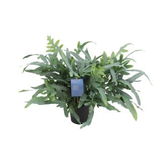 Phlebodium Aureum Blue Star - Ø17cm - ↕50cm Blue Fern