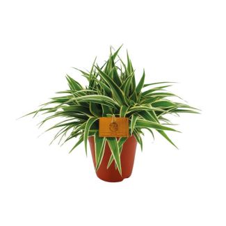Variegated spider plant