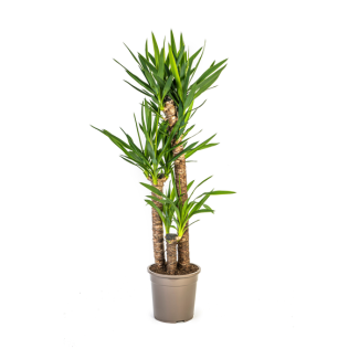 Yucca Elephantipes – Palm Lily – Strong, low-maintenance houseplant (6 sizes)