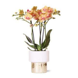 Butterfly Orchid Jamaica in Lush pot